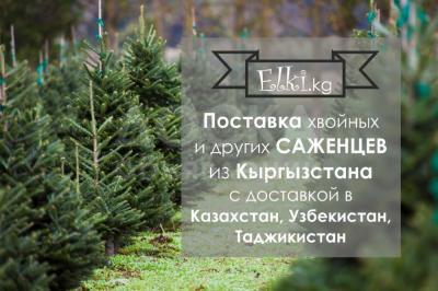 «Поставки саженцев из Кыргызстана-Голубая Ель,Пихта и т.д.»