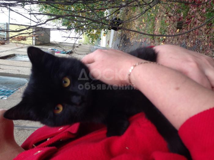 Отдам котенка в добрые руки!