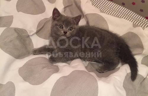 Продам кота