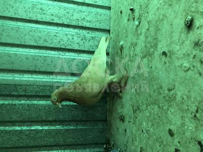 Голуби на продажу !!!