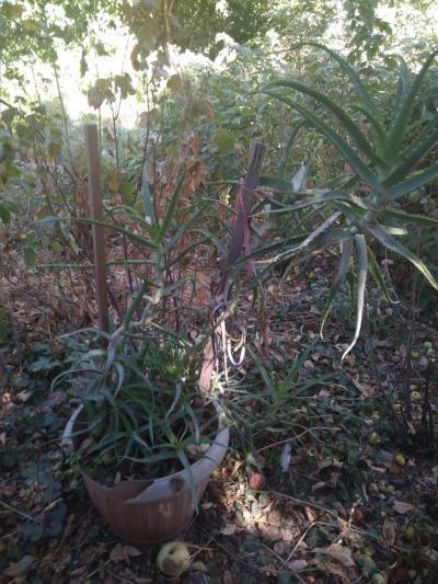 Продаю алоэ