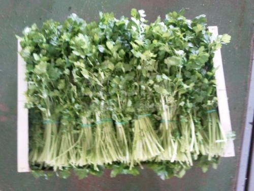 Петрушка, укроп, кинза, мята из Испании