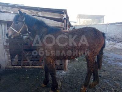 Продаются жирные лошади