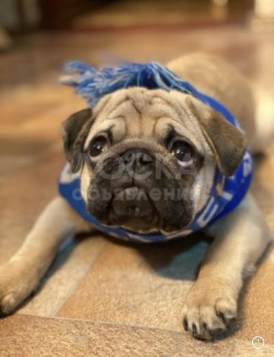 продам мопса