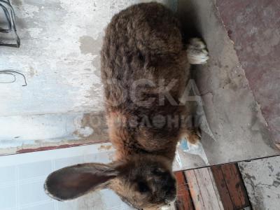 Продаю крола мальчик.