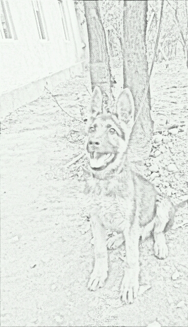 немецкая овчарка