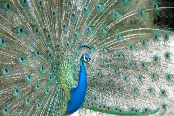 красивый павлин