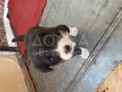 Отдам щенков  в добрые   руки