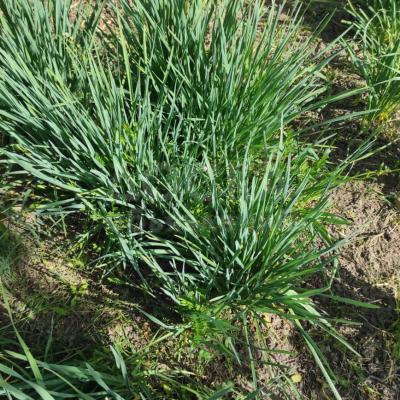 Качественная рассада чеснока