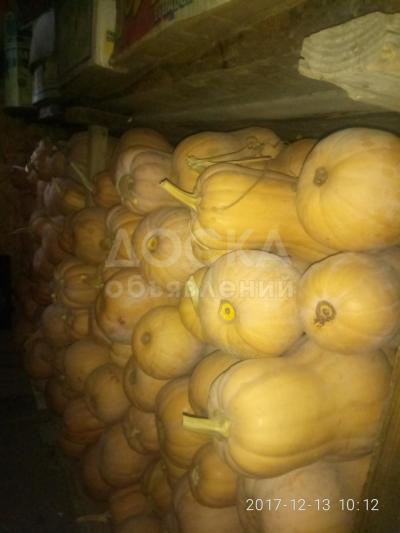Продаю Тыкву сорт Матильда