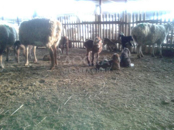 Продаю курдючные овцематки с ягнятами.