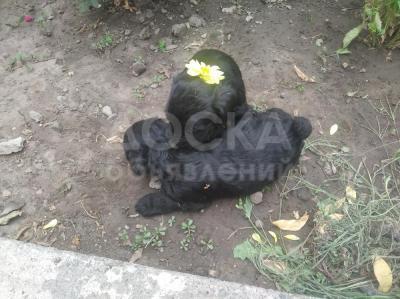 Продаются щенки Ризеншнауцера