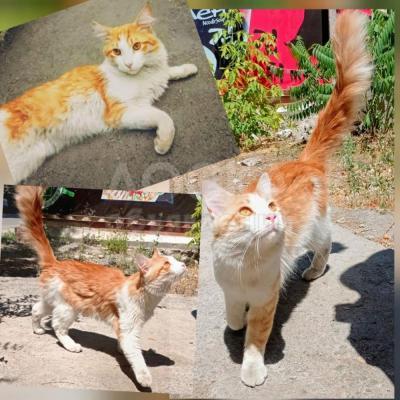 Рыжий кот ищет дом. Ласковый, игривый, стерилизован