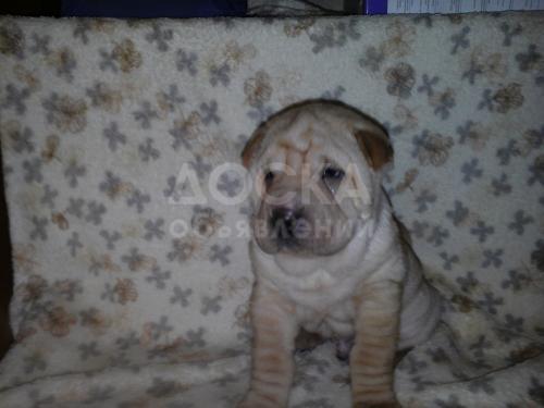 продается щенок шарпея