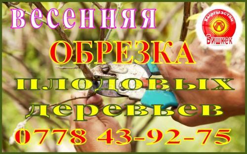 Весенняя Обрезка Плодовых Деревьев