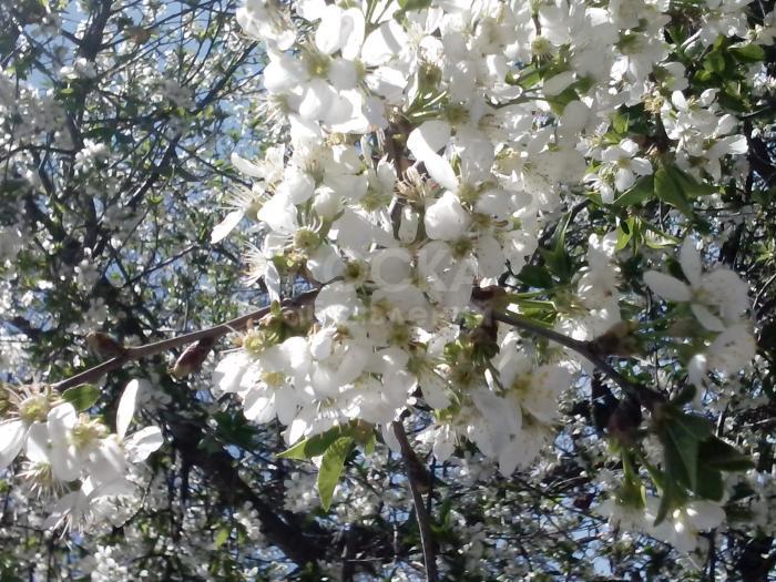 СРОЧНО продается дом, возможен торг, звоните договоримся