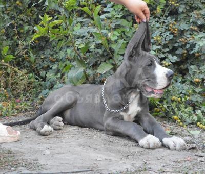 Продаю щенков. Немецкий Дог
