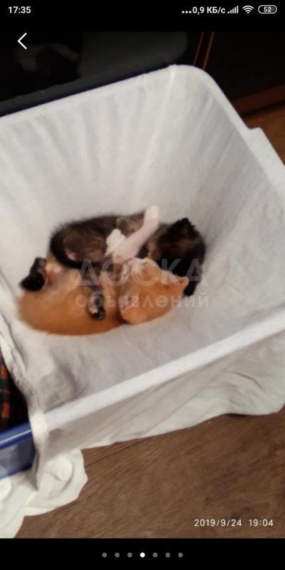 ОТДАЕМ КОТЯТ В САМЫЕ ХОРОШИЕ И ДОБРЫЕ РУКИ