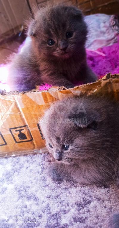 Продаю шотландских котят с родословной