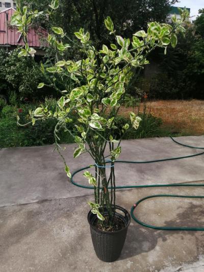 Шикарное комнатное растение