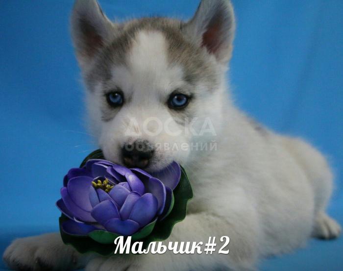 Щенки Сибирской хаски с Шоу перспективой от Интер-Чемпиона. Казахстан,Алматы