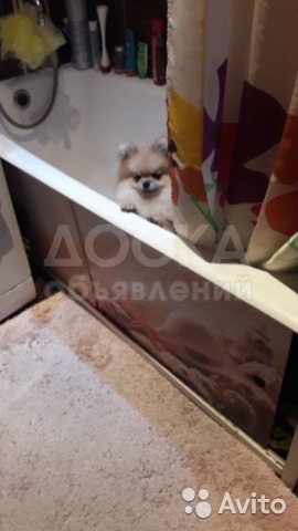 отдам в хорошие добрые руки