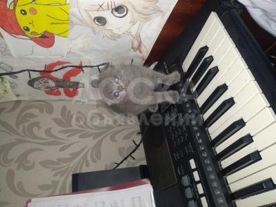 Продаются шотландские котята