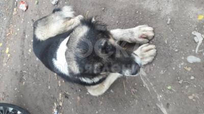 Нашлась собака Алабай ищем хозяина собаки.