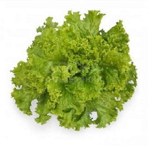 Предлагаем купить семена салата KS 129 F1 фирмы КИТАНО