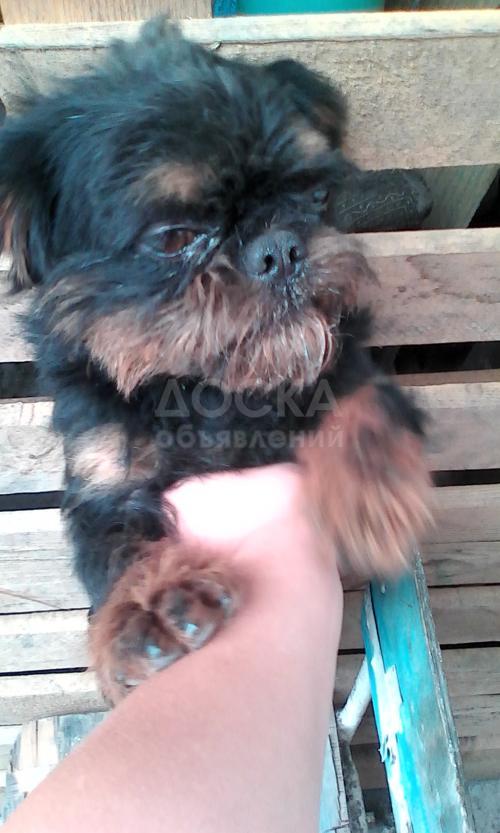 Продам Бельгийского грифона.