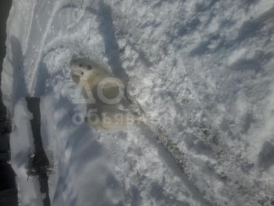 Отдам в заботливые руки