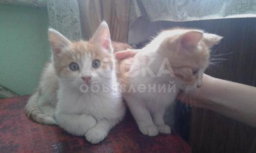 Отдам котят в добрые руки