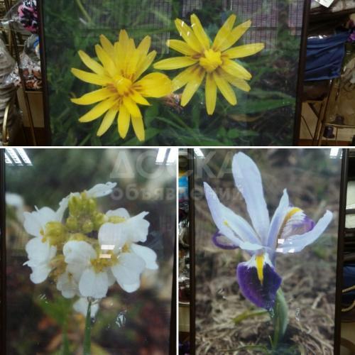 Фото-картины с цветами.