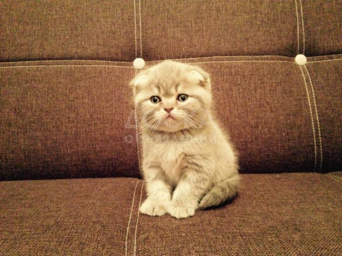 Продаю котенка - Скоттиш фолд хайленд! 1,5 месяца; мальчик.