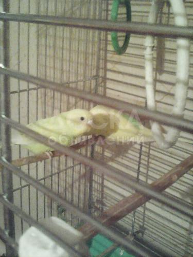 продаю волнистых попугаев