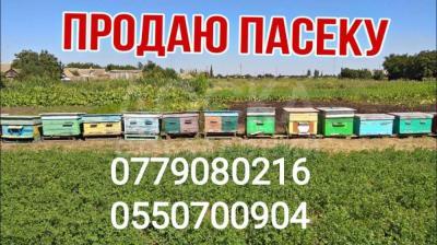 Продаю пасеку  : павильон,13 уликов полные с пчёлами.