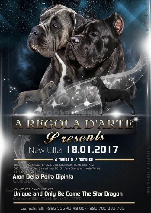 Шикарный щенок Кане корсо, отец Арон ДПД