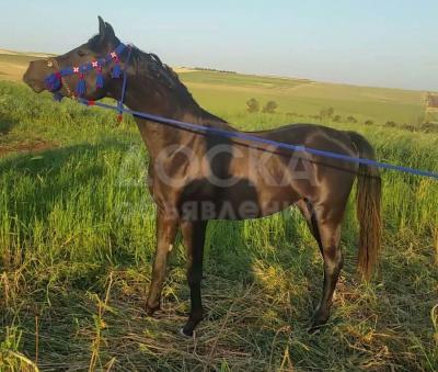 Onix G.A. чистокровный вороной арабский жеребец