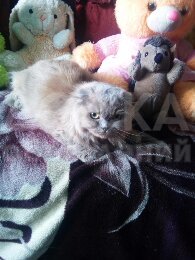 продаю кошку взрослую, породы хайленд фолд фислоухая.