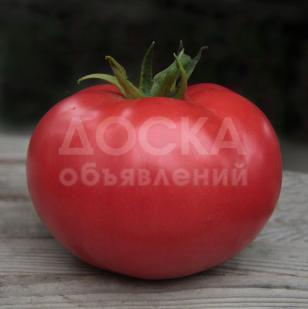 Предлагаем купить cемена розового томата Kibo F1 / Кибо F1 фирмы КИТАНО