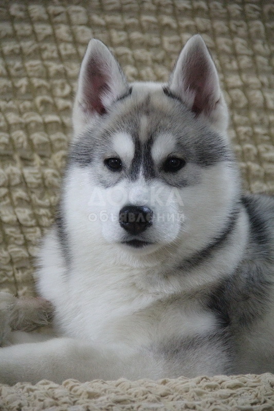 Хаски от Чемпионов