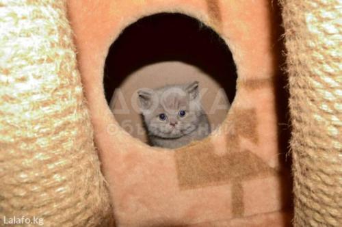 Шотландский лиловый мальчик