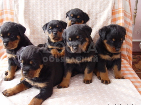 Щенята ротвейлера