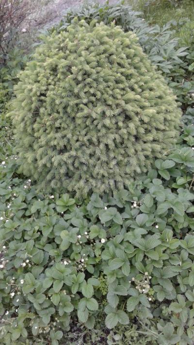 Продаю дом 5-ком., 159кв. м., этаж-3, 5-сот., стена кирпич, Горького/Панфилова.