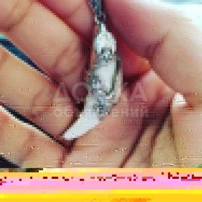 Волчий клык на заказ и в наличии