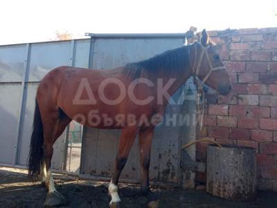 Продаются жирные лошади