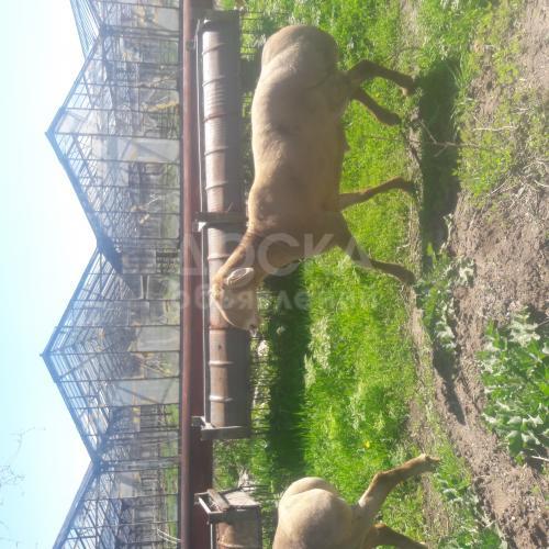 Гесар на племя 2 года.