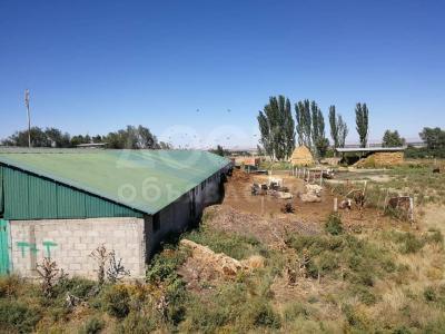 Продаю большую ферму    Село Камышановка.