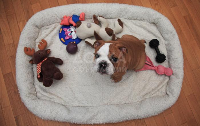 милые щенки бульдога для принятия