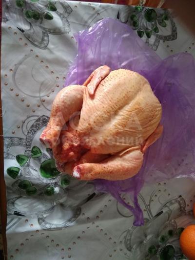 Домашний кур бройлеров